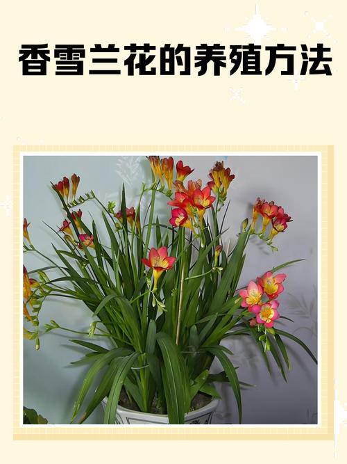 香雪兰秋天怎么养,香雪兰夏季-第5张图片-优品飞百科 香雪兰秋天怎么养,香雪兰夏季-第5张图片-优品飞百科