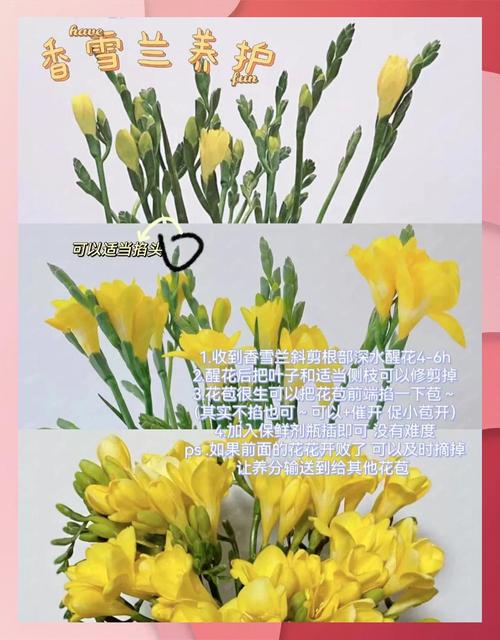 香雪兰秋天怎么养,香雪兰夏季-第6张图片-优品飞百科 香雪兰秋天怎么养,香雪兰夏季-第6张图片-优品飞百科