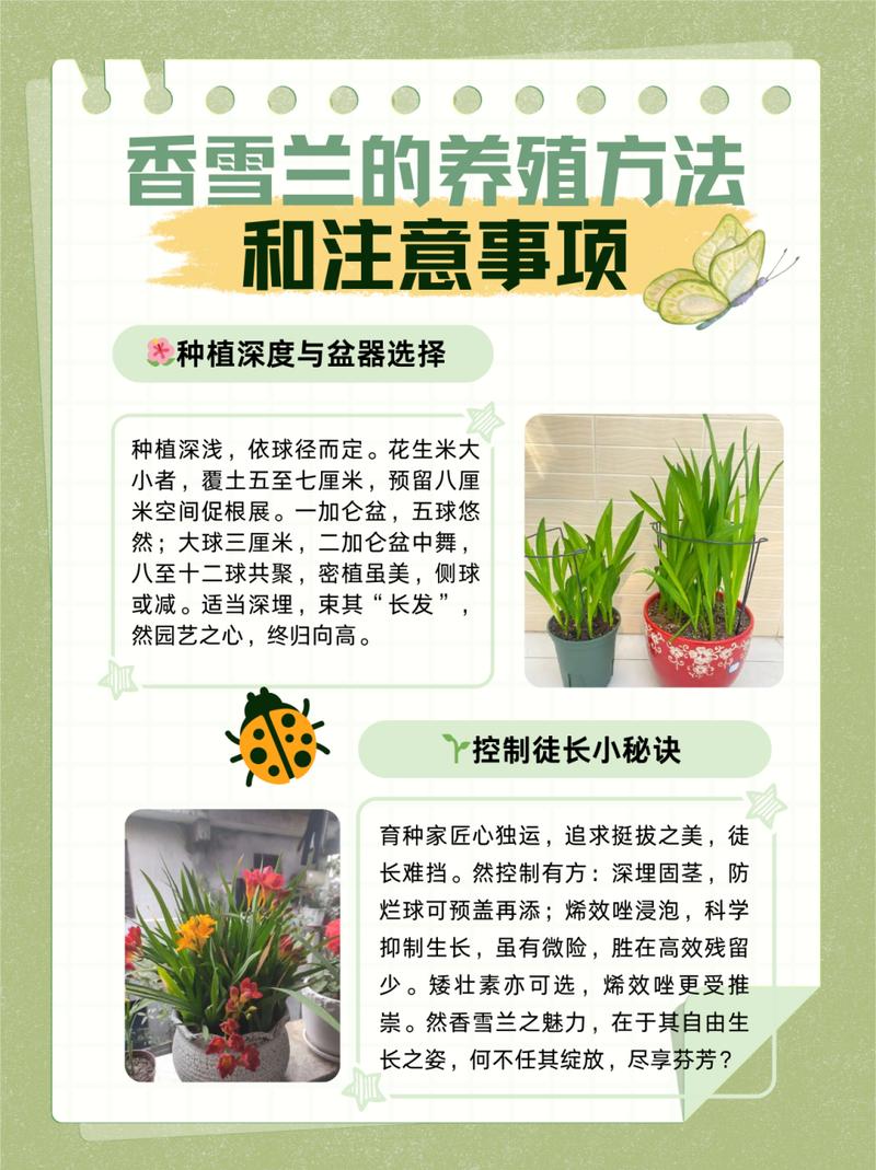 香雪兰秋天怎么养,香雪兰夏季-第7张图片-优品飞百科 香雪兰秋天怎么养,香雪兰夏季-第7张图片-优品飞百科