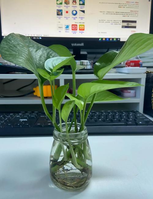 绿萝浇水可以从水管里下面浇吗，绿萝直接插水里可以养活吗？