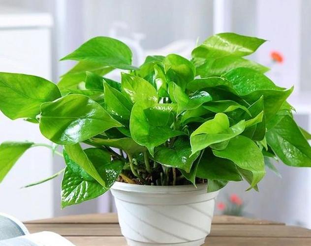 绿萝浇水可以从水管里下面浇吗,绿萝直接插水里可以养活吗?-第3张图片-优品飞百科 绿萝浇水可以从水管里下面浇吗,绿萝直接插水里可以养活吗?-第3张图片-优品飞百科