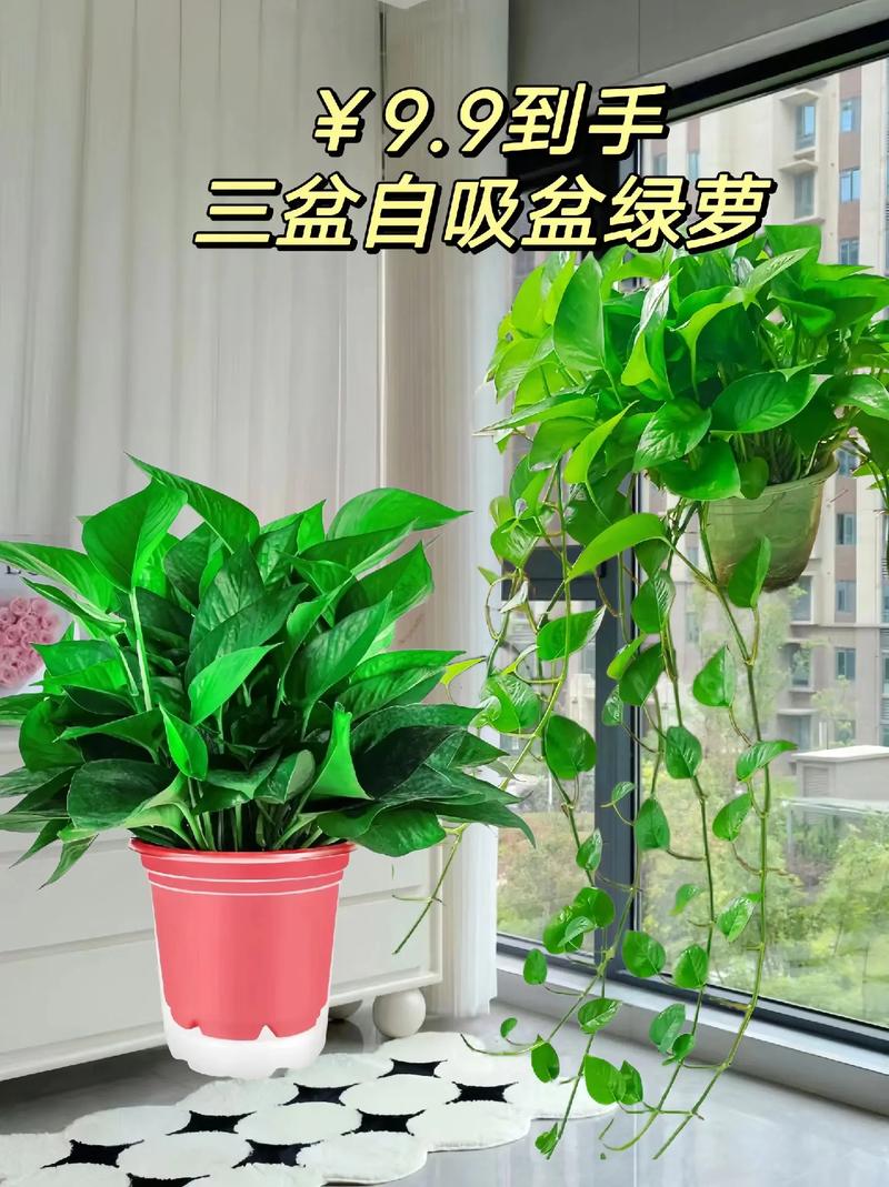 绿萝浇水可以从水管里下面浇吗,绿萝直接插水里可以养活吗?-第5张图片-优品飞百科 绿萝浇水可以从水管里下面浇吗,绿萝直接插水里可以养活吗?-第5张图片-优品飞百科