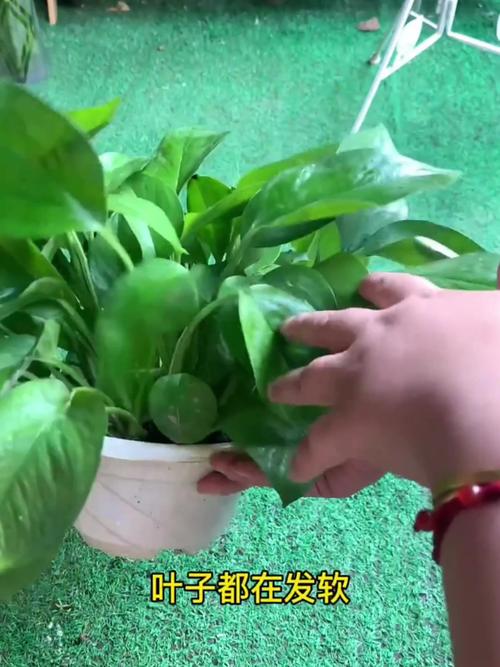 绿萝浇水可以从水管里下面浇吗,绿萝直接插水里可以养活吗?-第6张图片-优品飞百科 绿萝浇水可以从水管里下面浇吗,绿萝直接插水里可以养活吗?-第6张图片-优品飞百科