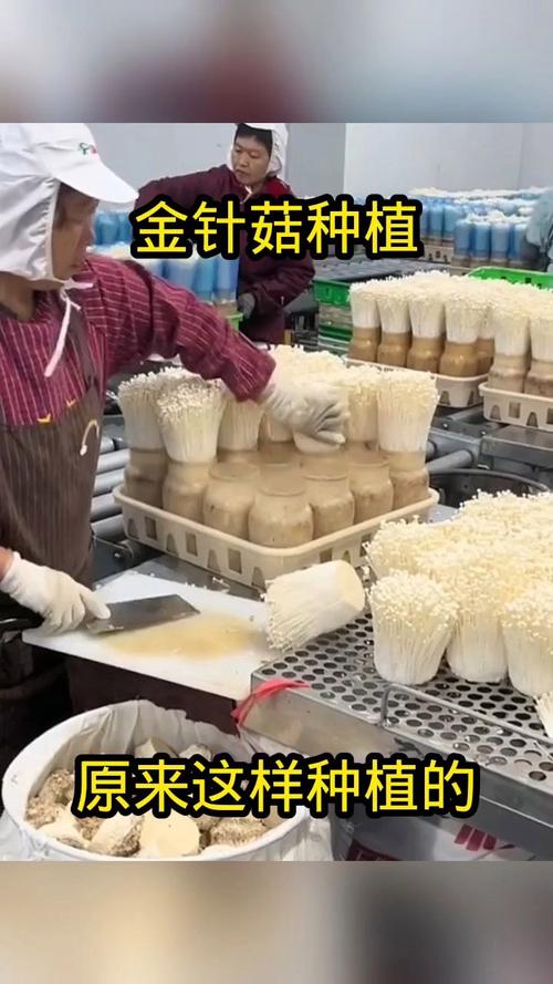 金针菇根部的栽活方法，金针菇根部的栽活方法视频？