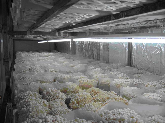 金针菇根部的栽活方法,金针菇根部的栽活方法视频?-第2张图片-优品飞百科 金针菇根部的栽活方法,金针菇根部的栽活方法视频?-第2张图片-优品飞百科