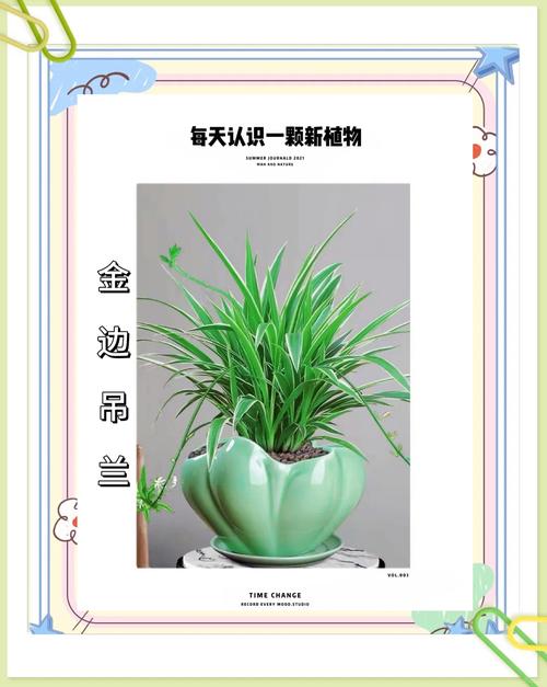 金边吊兰怎么养？金边吊兰怎么养长得好？-第1张图片-优品飞百科