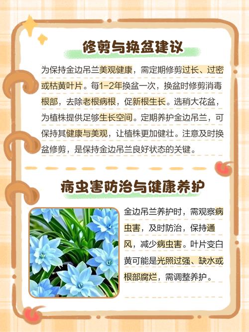 金边吊兰怎么养？金边吊兰怎么养长得好？-第2张图片-优品飞百科