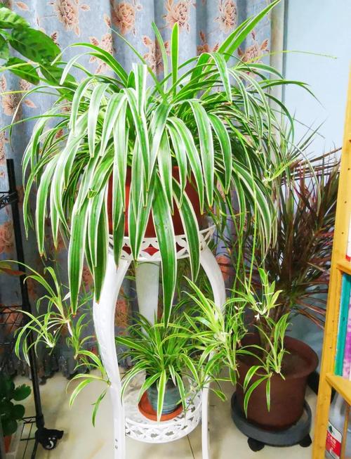 金边吊兰怎么养？金边吊兰怎么养长得好？-第4张图片-优品飞百科