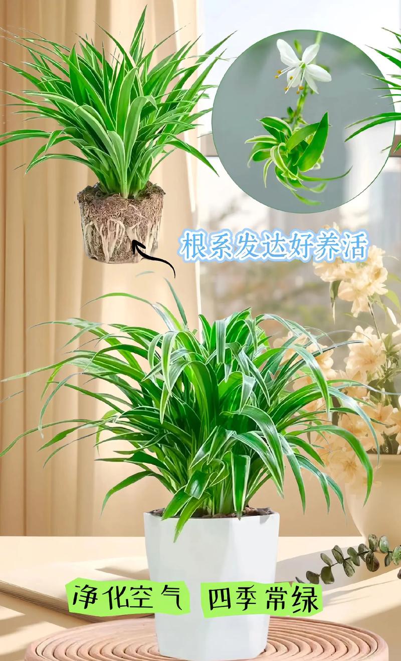 金边吊兰怎么养？金边吊兰怎么养长得好？-第5张图片-优品飞百科