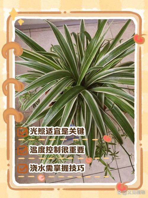 金边吊兰怎么养？金边吊兰怎么养长得好？-第7张图片-优品飞百科