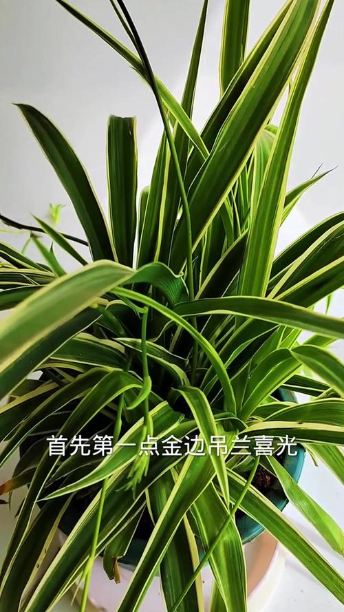 金边吊兰怎么养？金边吊兰怎么养长得好？-第8张图片-优品飞百科