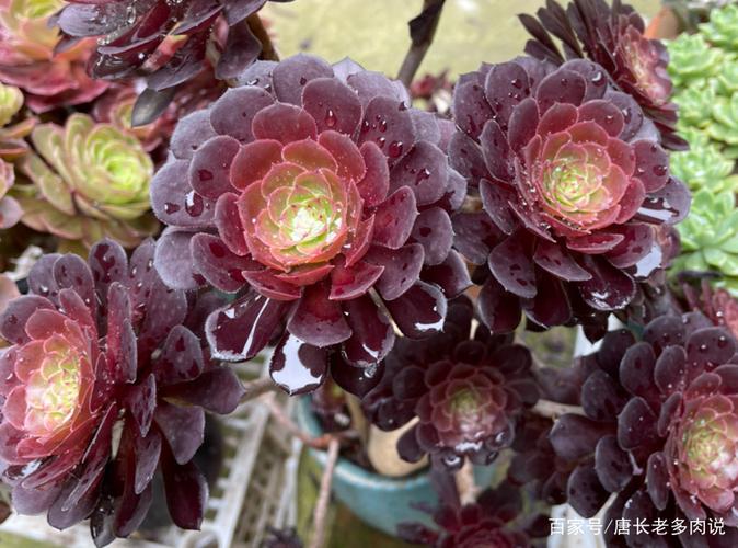 法师长得比人高？法师长不高怎么办？