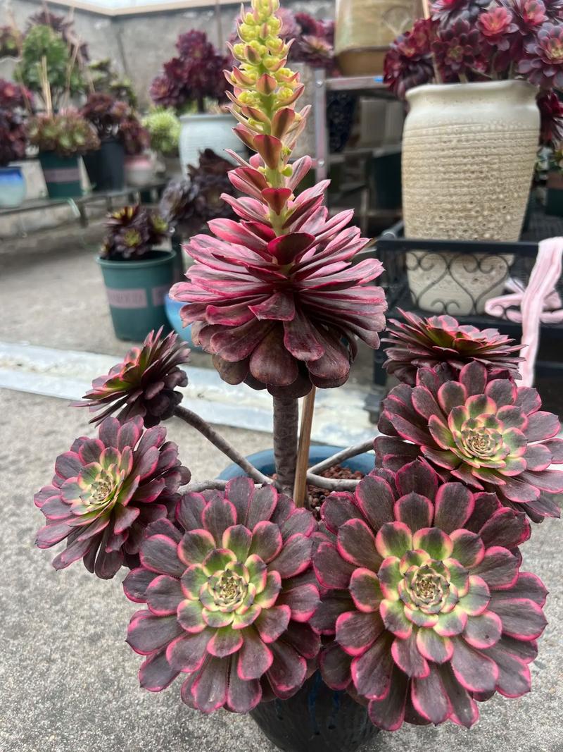 法师长得比人高?法师长不高怎么办?-第2张图片-优品飞百科 法师长得比人高?法师长不高怎么办?-第2张图片-优品飞百科