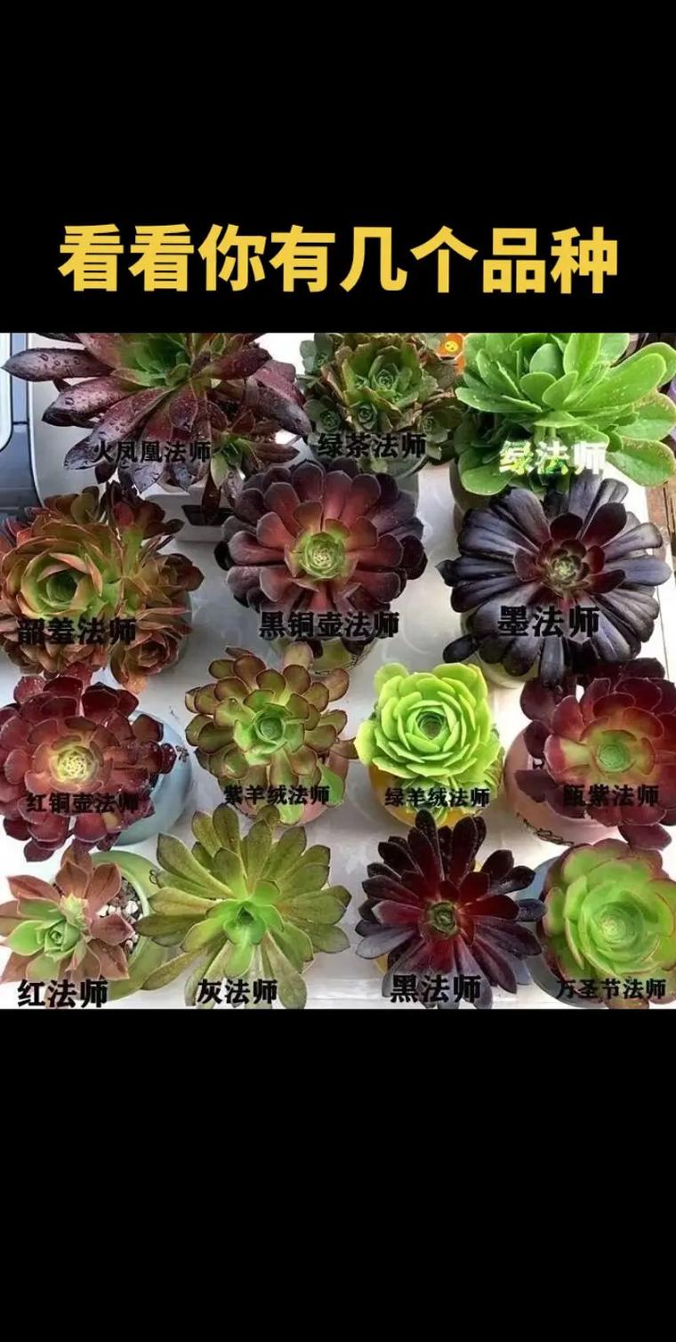 法师长得比人高?法师长不高怎么办?-第4张图片-优品飞百科 法师长得比人高?法师长不高怎么办?-第4张图片-优品飞百科