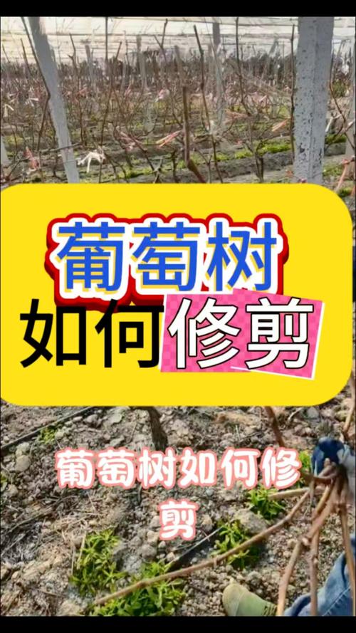 树葡萄怎么养，树葡萄怎么管理种植