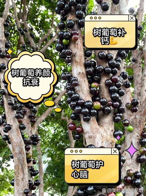 树葡萄怎么养，树葡萄怎么管理种植-第2张图片-优品飞百科