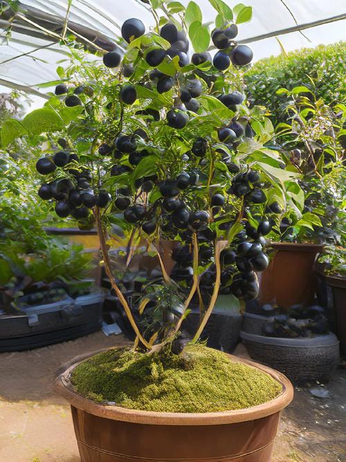 树葡萄怎么养，树葡萄怎么管理种植-第3张图片-优品飞百科