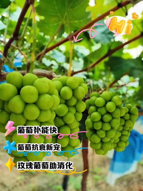 树葡萄怎么养，树葡萄怎么管理种植-第4张图片-优品飞百科