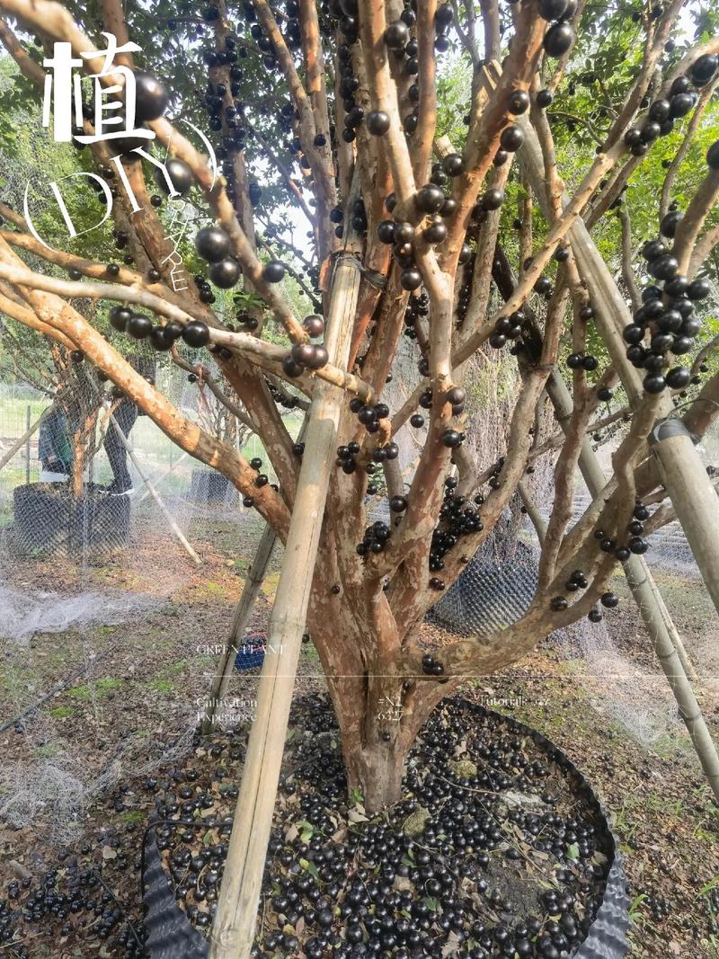 树葡萄怎么养，树葡萄怎么管理种植-第5张图片-优品飞百科