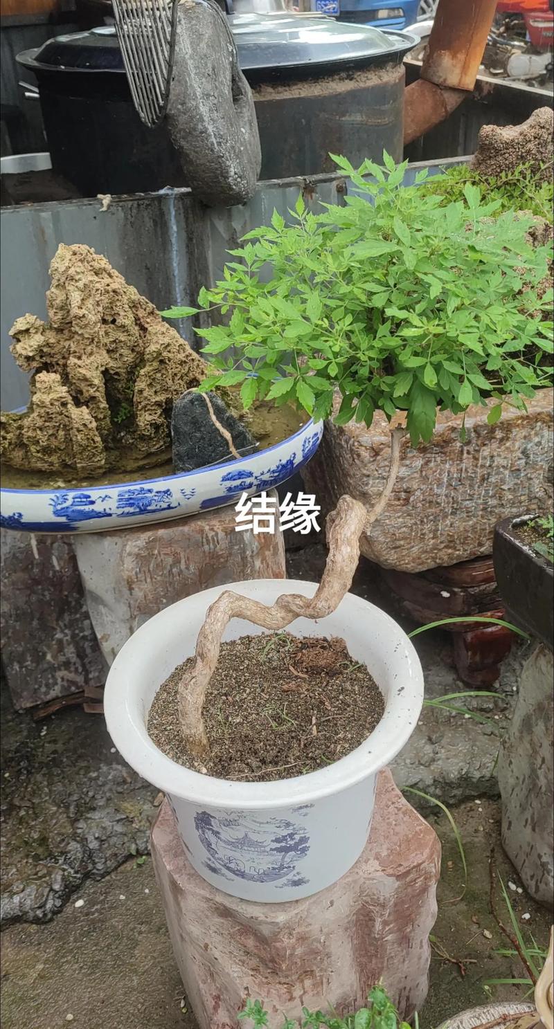 牡荆如何上盆造型，牡荆茎的功效与作用?