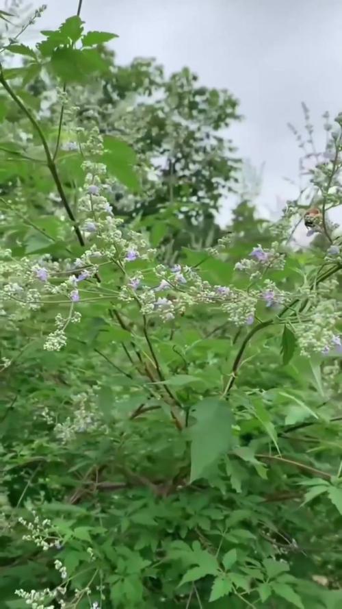 牡荆如何上盆造型，牡荆茎的功效与作用?-第2张图片-优品飞百科