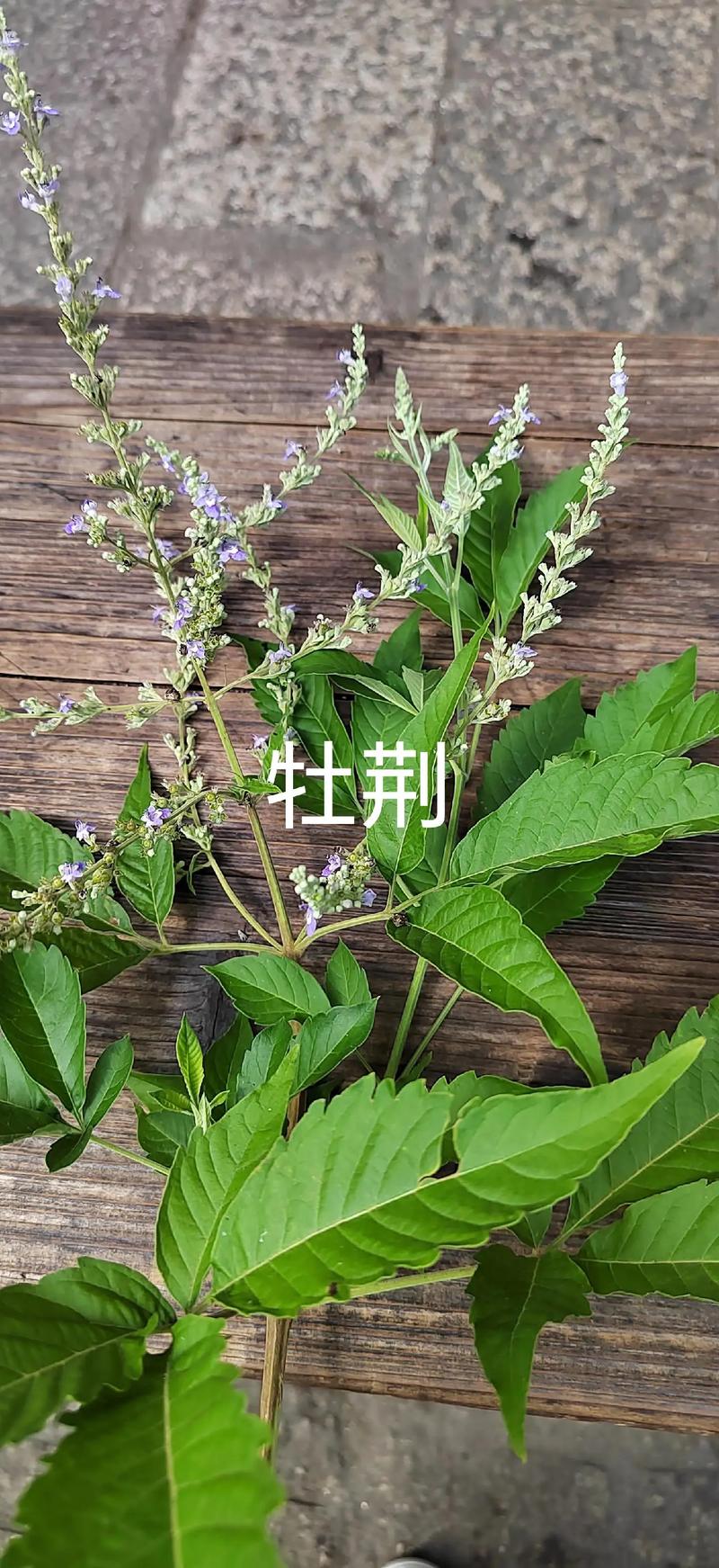 牡荆如何上盆造型，牡荆茎的功效与作用?-第3张图片-优品飞百科