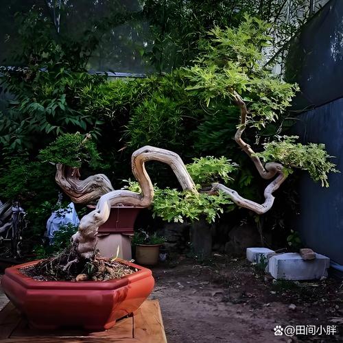 牡荆如何上盆造型，牡荆茎的功效与作用?-第4张图片-优品飞百科