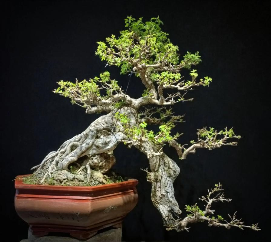 牡荆如何上盆造型，牡荆茎的功效与作用?-第5张图片-优品飞百科