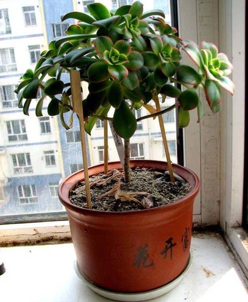 艳日辉砍头方法，艳日辉怎么修剪成树状-第2张图片-优品飞百科