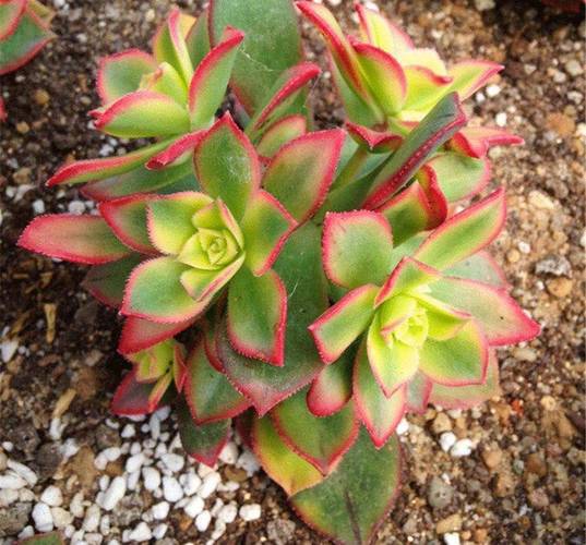 艳日辉砍头方法，艳日辉怎么修剪成树状