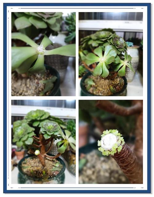 艳日辉砍头方法，艳日辉怎么修剪成树状-第3张图片-优品飞百科