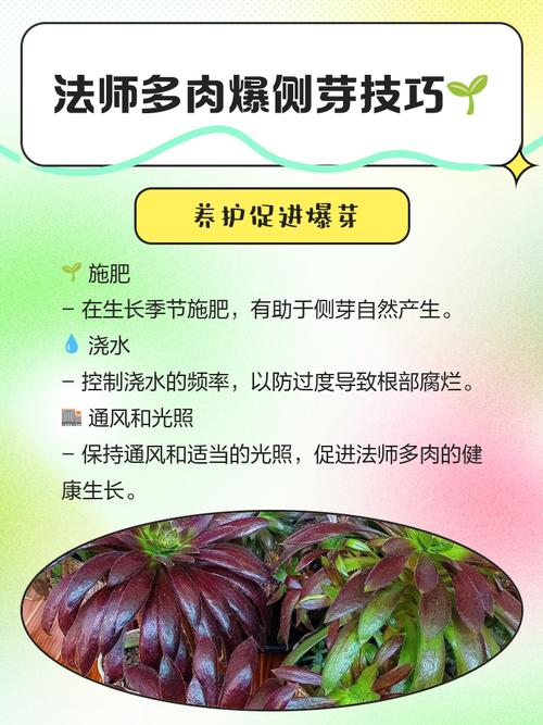 艳日辉砍头方法，艳日辉怎么修剪成树状-第5张图片-优品飞百科