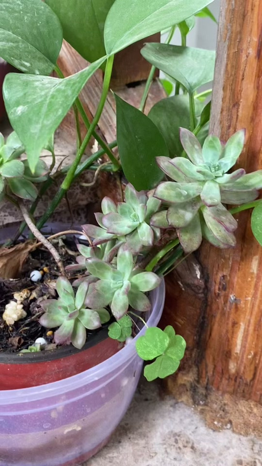 艳日辉砍头方法，艳日辉怎么修剪成树状-第4张图片-优品飞百科