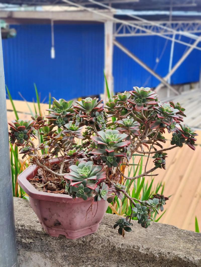 艳日辉砍头方法，艳日辉怎么修剪成树状-第6张图片-优品飞百科