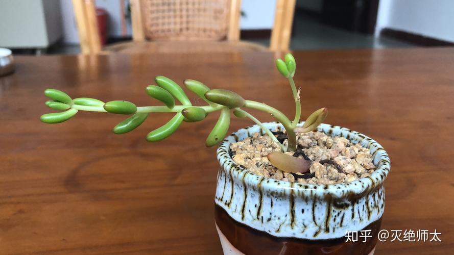 艳日辉砍头方法，艳日辉怎么修剪成树状-第7张图片-优品飞百科