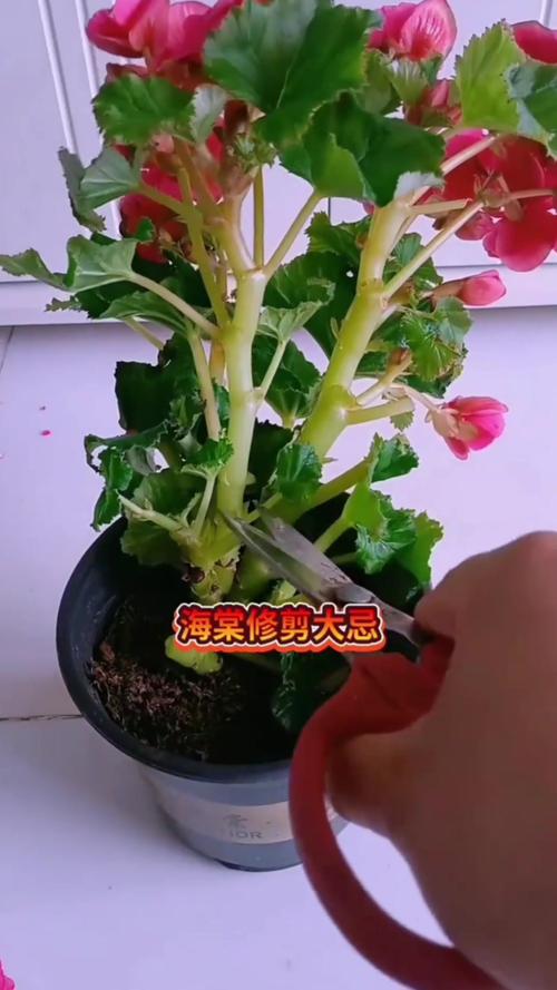 海棠树修剪时间及方法？海棠树修剪技术图解？