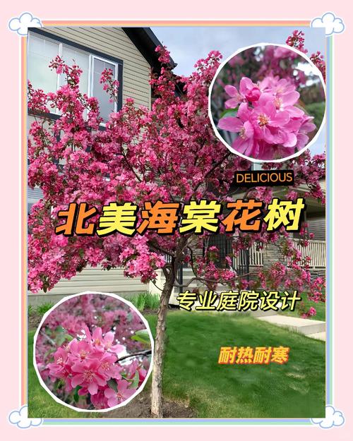 海棠树修剪时间及方法?海棠树修剪技术图解?-第4张图片-优品飞百科 海棠树修剪时间及方法?海棠树修剪技术图解?-第4张图片-优品飞百科