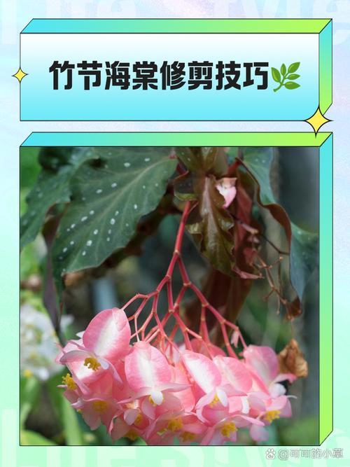 海棠树修剪时间及方法?海棠树修剪技术图解?-第5张图片-优品飞百科 海棠树修剪时间及方法?海棠树修剪技术图解?-第5张图片-优品飞百科