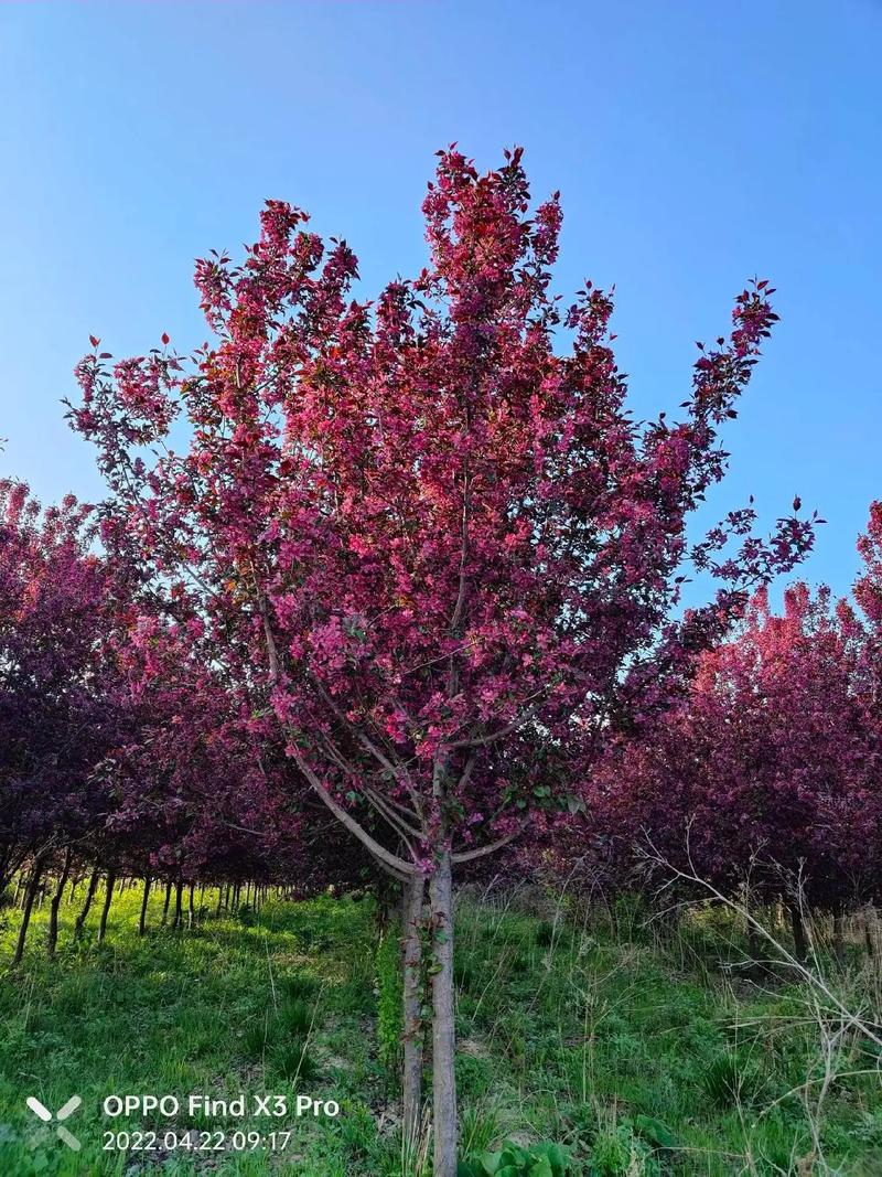 海棠树修剪时间及方法?海棠树修剪技术图解?-第6张图片-优品飞百科 海棠树修剪时间及方法?海棠树修剪技术图解?-第6张图片-优品飞百科