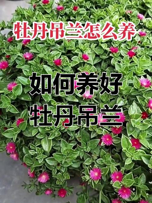 怎么养才能让吊兰开花，怎样才能使吊兰长得很快?-第2张图片-优品飞百科