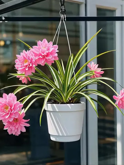 怎么养才能让吊兰开花，怎样才能使吊兰长得很快?-第4张图片-优品飞百科