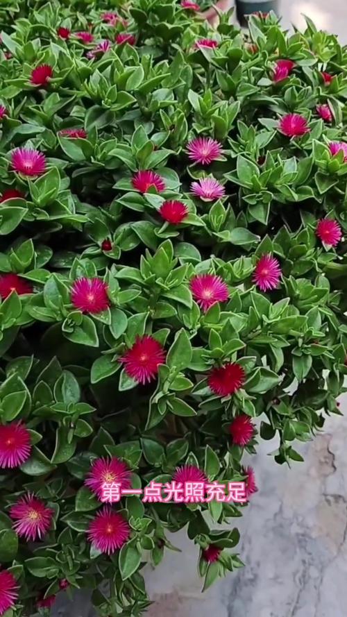 怎么养才能让吊兰开花，怎样才能使吊兰长得很快?-第6张图片-优品飞百科