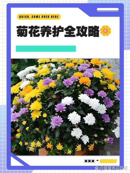 花环菊的种植方法，花环菊种子图片？