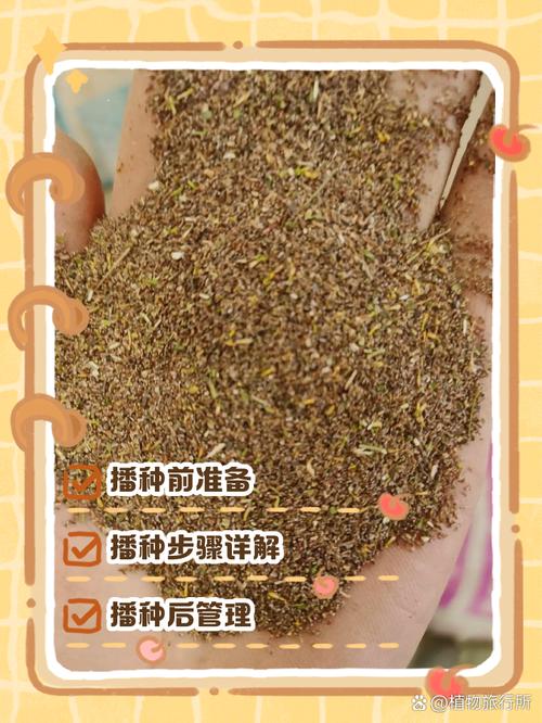 花环菊的种植方法，花环菊种子图片？-第3张图片-优品飞百科