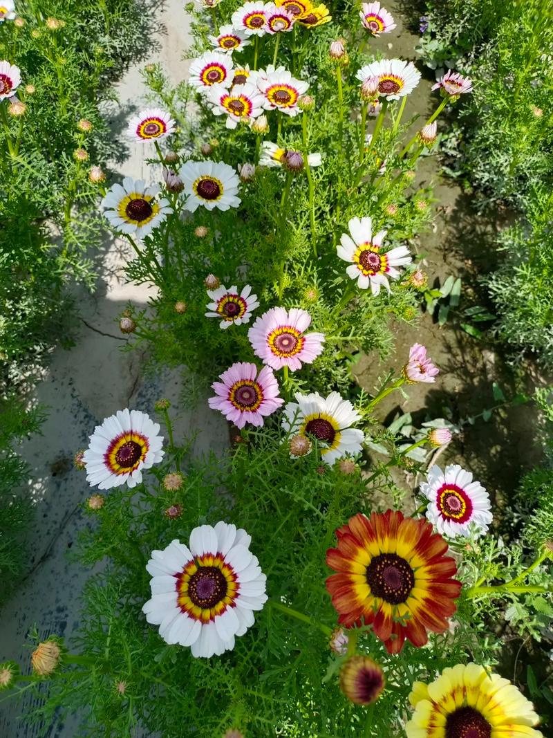 花环菊的种植方法，花环菊种子图片？-第4张图片-优品飞百科