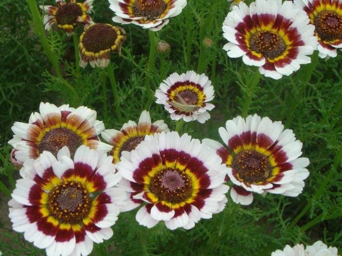 花环菊的种植方法，花环菊种子图片？-第5张图片-优品飞百科