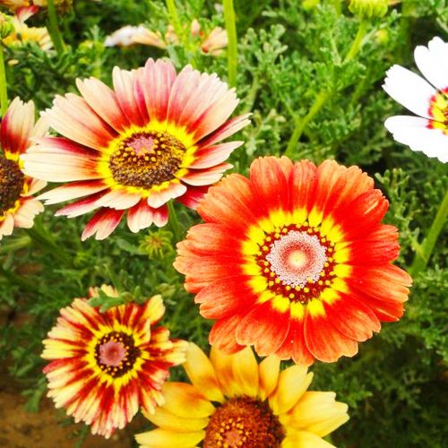 花环菊的种植方法，花环菊种子图片？-第6张图片-优品飞百科