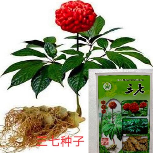 名贵药材种植？名贵药材种植品种？