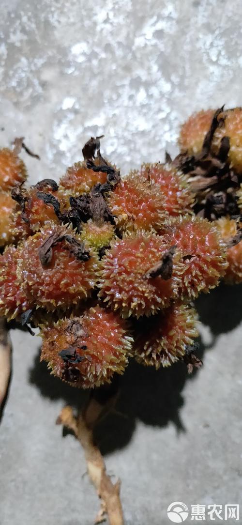 名贵药材种植？名贵药材种植品种？-第2张图片-优品飞百科