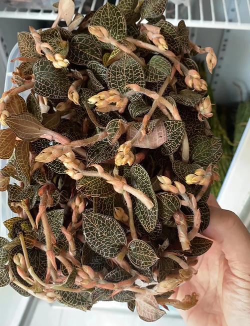 名贵药材种植？名贵药材种植品种？-第3张图片-优品飞百科